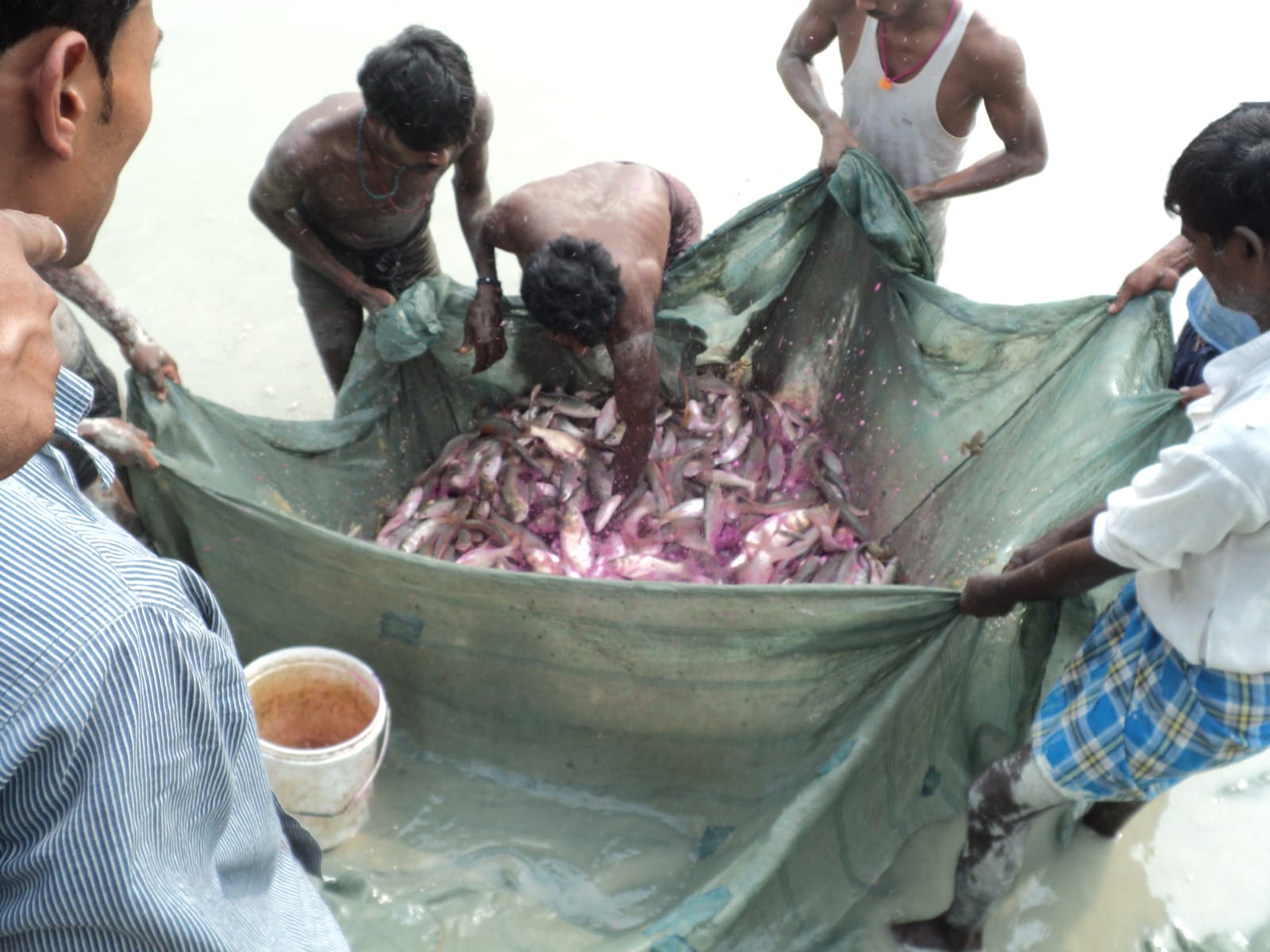 बिहार में मछली उत्पादन बढ़ाने के लिए सरकारी सलाह: जानें अप्रैल में मछलियों के बचाव और चारे के वैज्ञानिक तरीके