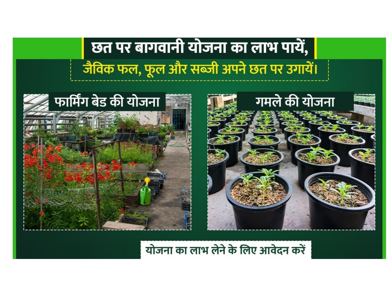 बिहार में छत पर बागवानी योजना शुरू: 3.17 करोड़ की लागत से मिलेगा दोहरा लाभ